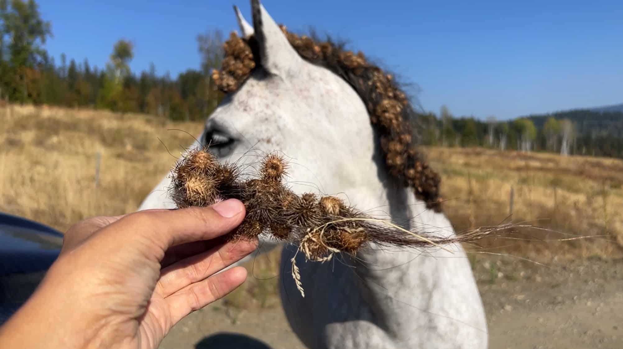 Weed Seeds