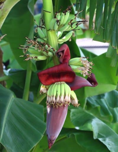 image of a healthy banana flower